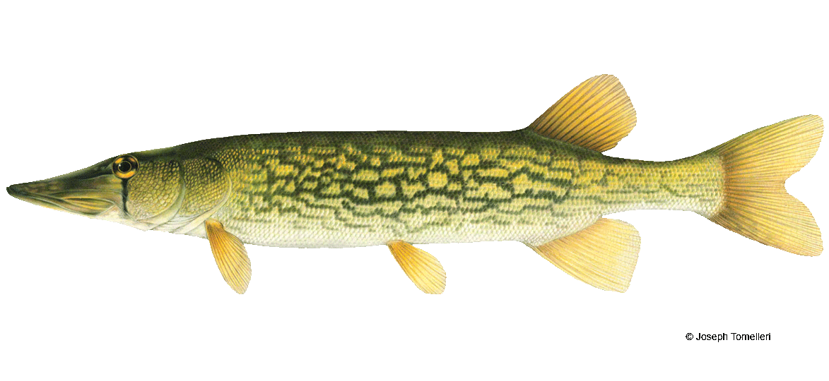 Pickerel fish deals